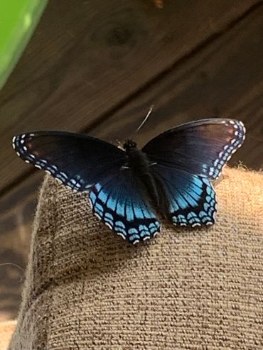 Balck Swallowtail Drying its Wings