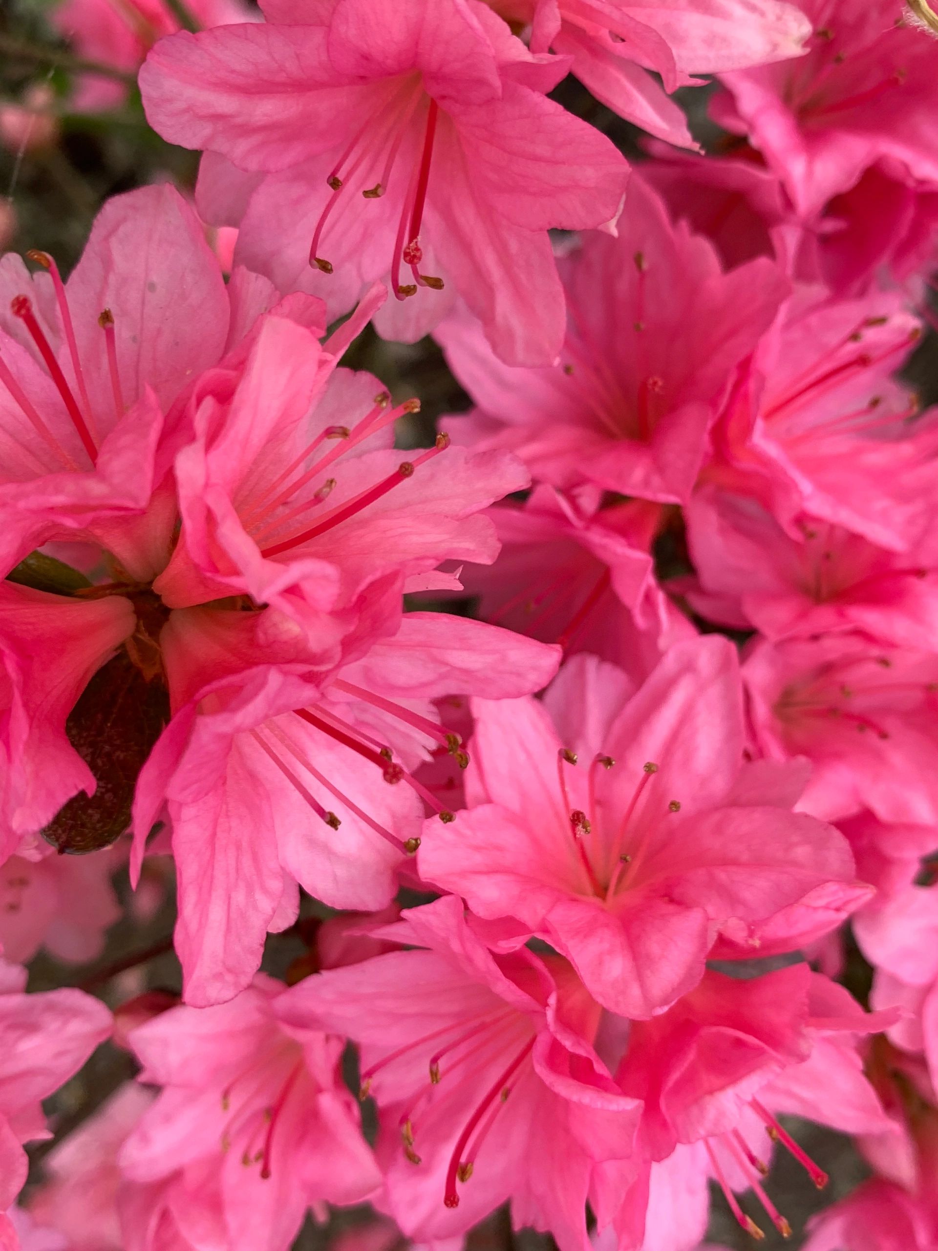 Azalea Lab Azalea