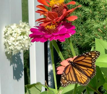 Monarch Butterfly