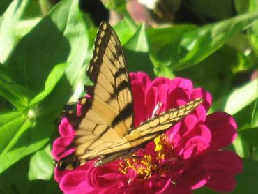 How to Attract Butterflies to your yard, flower garden, backyard garden, balcony garden, raised bed 