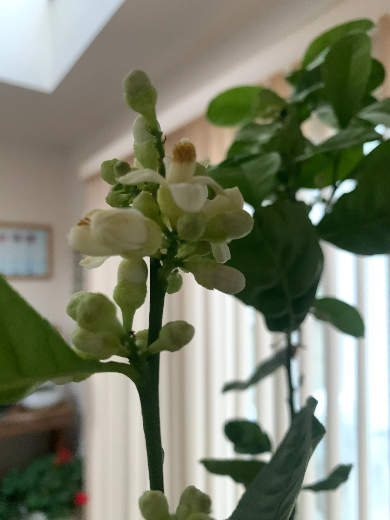 how long does it take for citrus trees to bear fruit