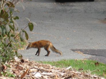 Red Fox backyard, Natural Predators, Garden Blog, Garden-Mom, Garden Mom Tips,