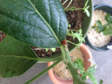 Benefits of Ladybugs, Helpful insects, Beneficial Bugs, Bugs are good for your Garden, Garden Blog, 