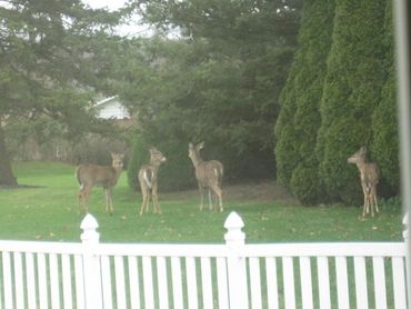 Deer travel in herds