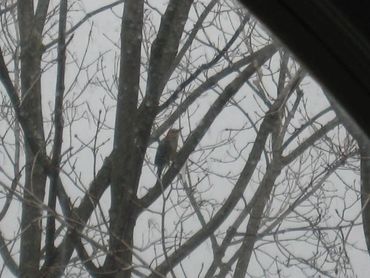 Red headed wood pecker