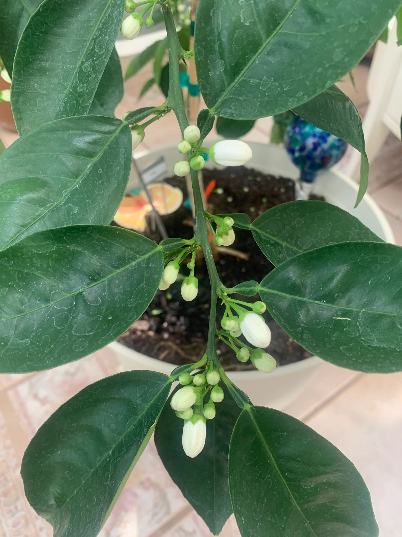 how to get citrus trees to bloom