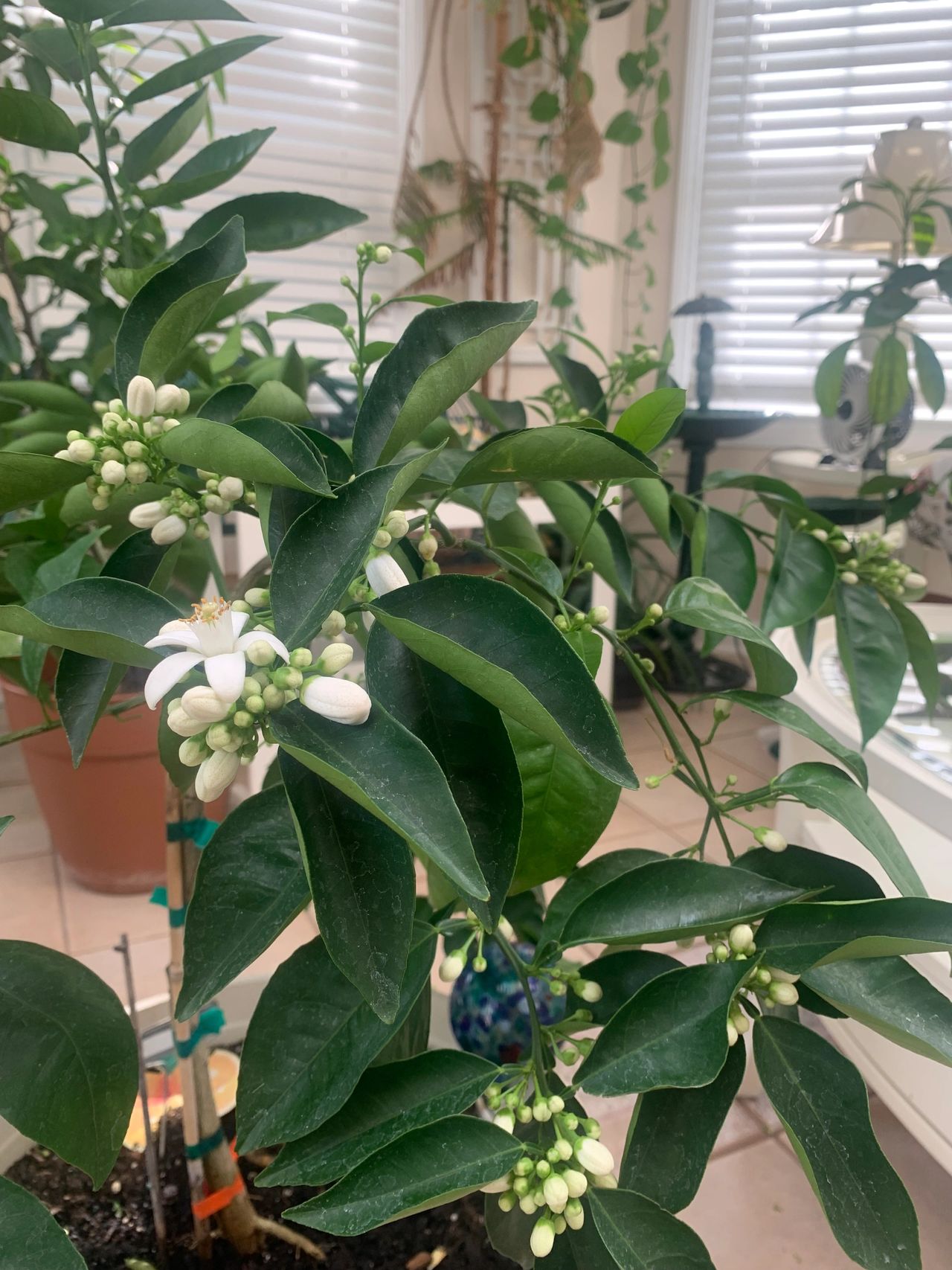 fertilizing citrus trees in pots