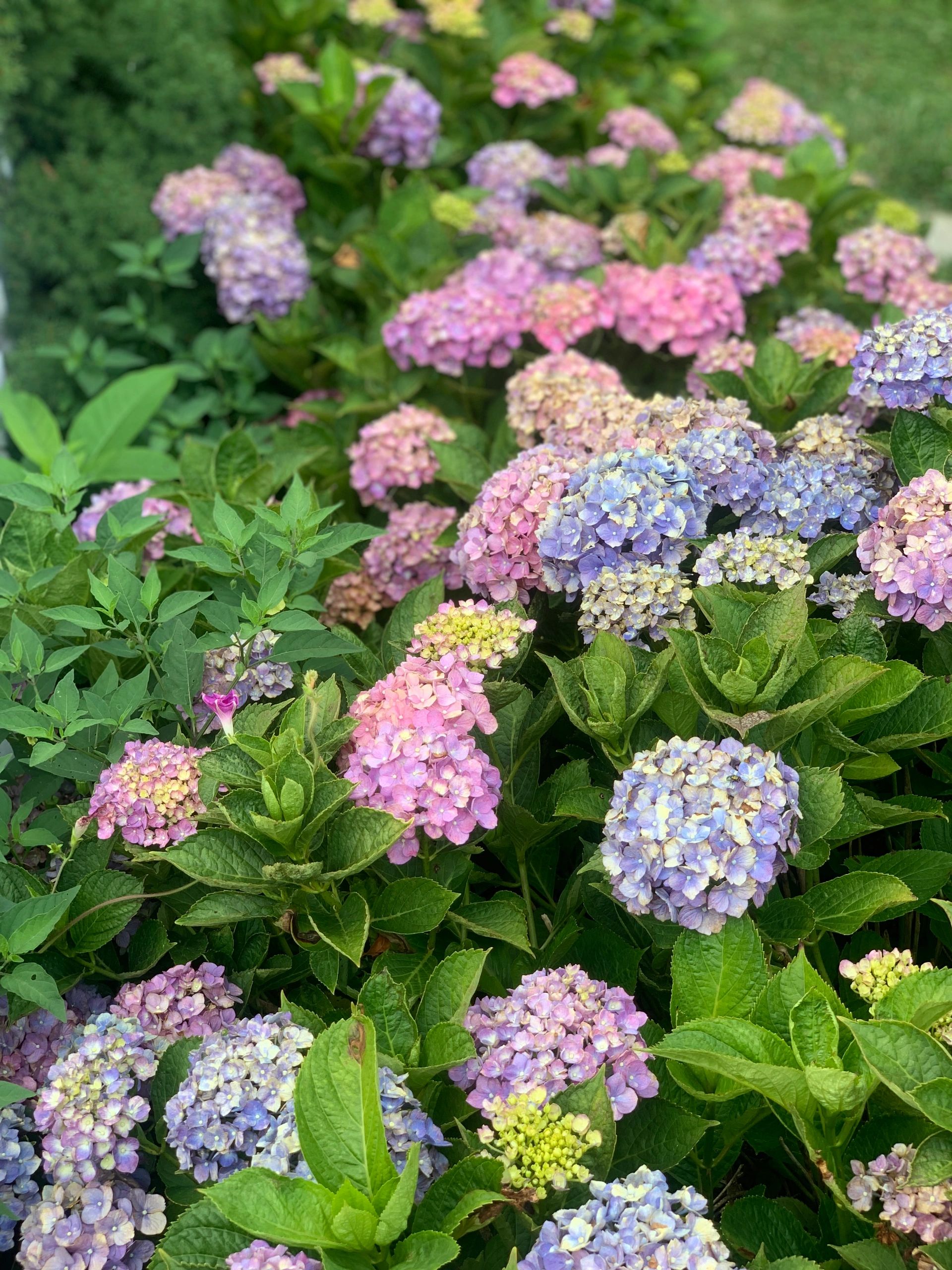 Hydrangea Garden | garden-mom.com