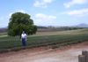 Bridestowe Lavender Farm