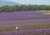 Bridestowe Lavender Farm