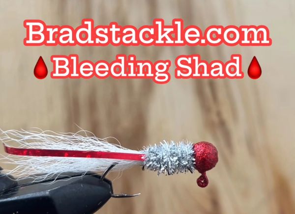 Bleeding Shad