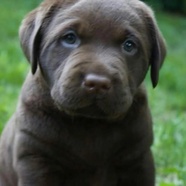 spellcast labradors