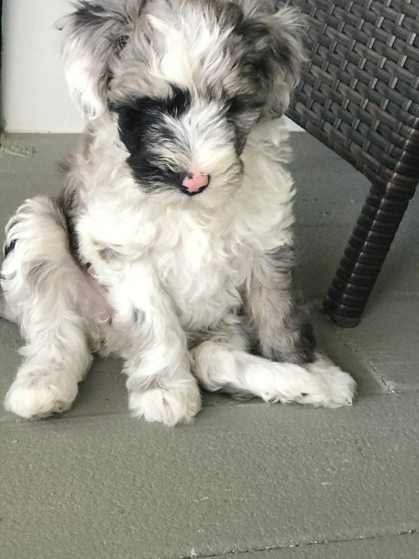 Sheepadoodle Puppy Proofing Your Home - Doodle Dog Diaries