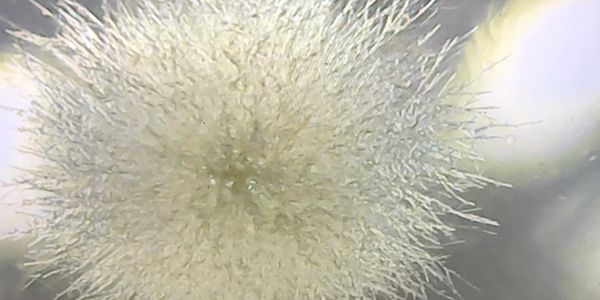 Mold detection company in boston