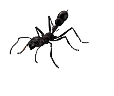 Emergency 
Pest Control Corp. 
