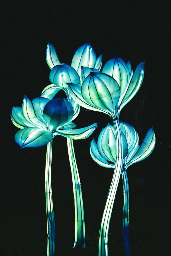 Glowing blue-green lotus flower lanterns at night.