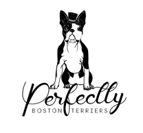 Perfectly Boston Terriers