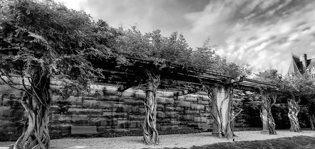 A black and white shot of the Biltmore Estate grounds with a tree covered walkway.