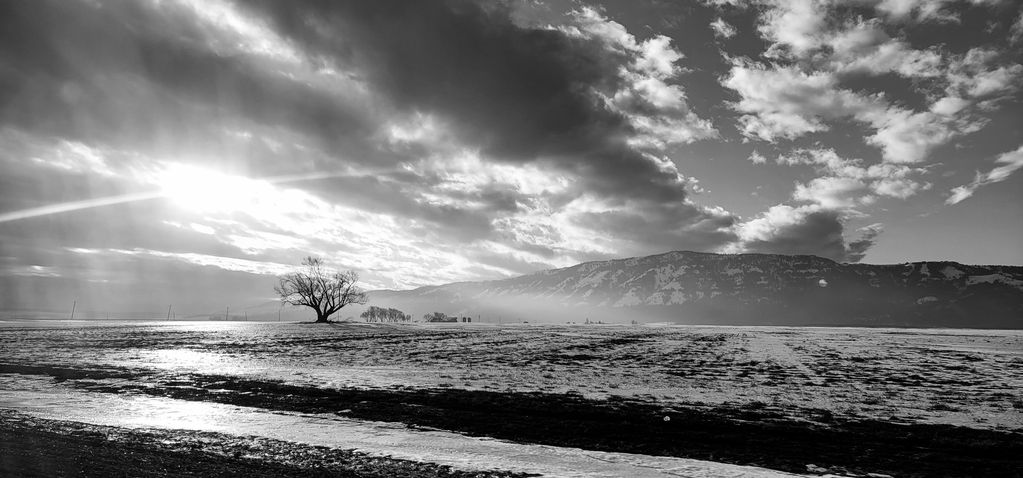 Black and white shot of a lone tree in front of a hill with snow on the ground