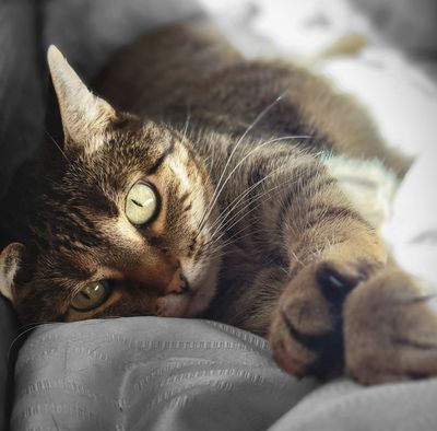 cat lying dog with green eyes looking at camera