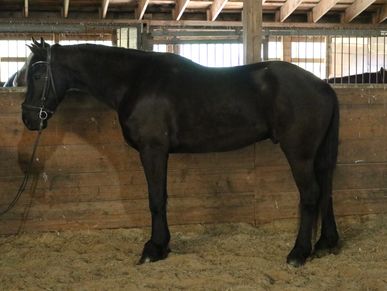 A black horse standing inside a wooden stable.