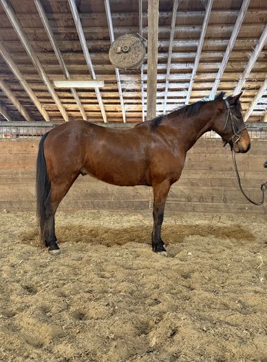 A brown horse standing inside a wooden stable with a bridle.