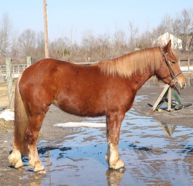 A brown horse with a light mane stands on a muddy path near a fence.