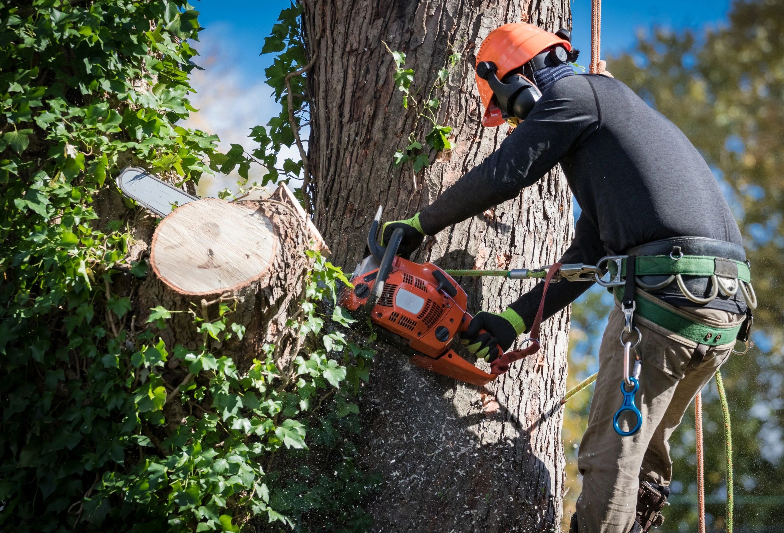 Tree Services in Santa Fe, New Mexico 