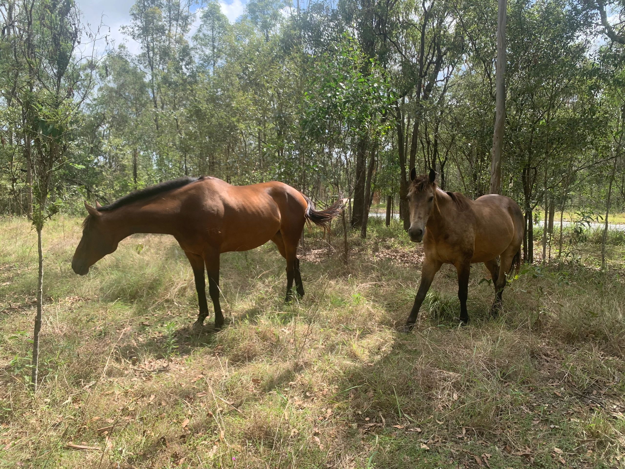 VIsion and paddock broodmare Betsy