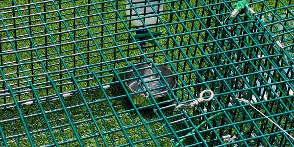 IggyTrap - Iguana trap the humane solution, providing water while the Iguanas are in the trap.