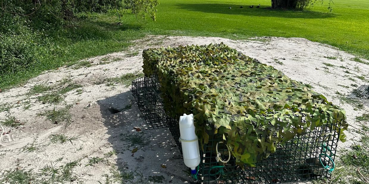 The absolute best Iguana trap for removing multiple iguanas placed at a golf course 
