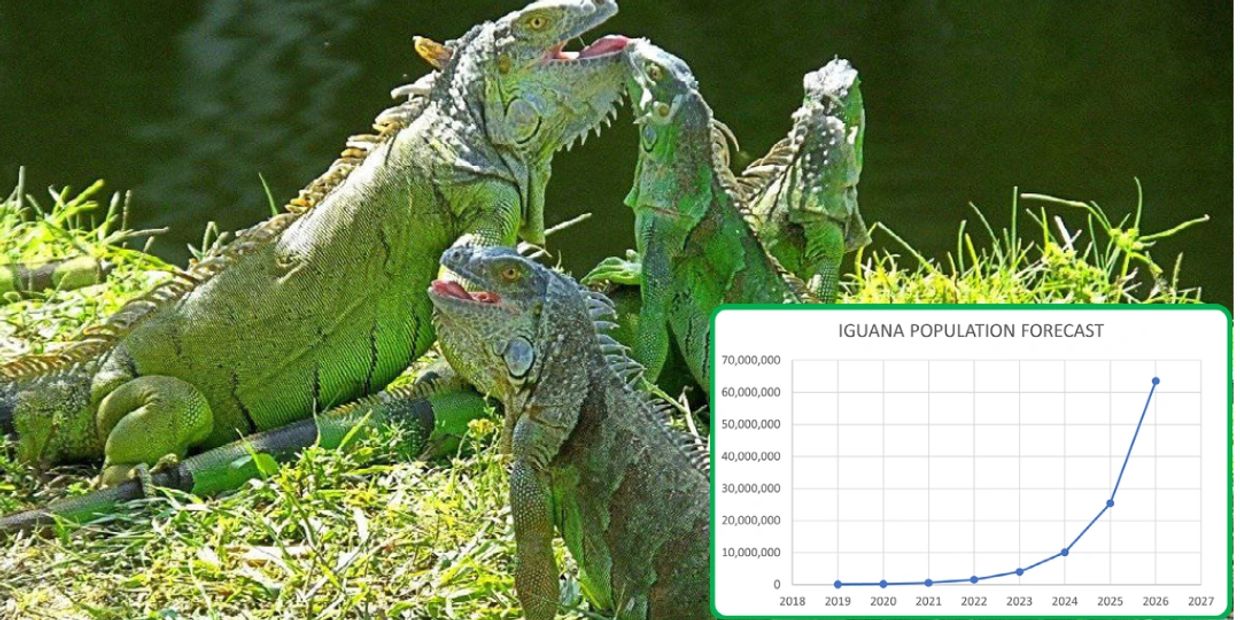 A picture showing iguanas in Florida and the increase in their population
