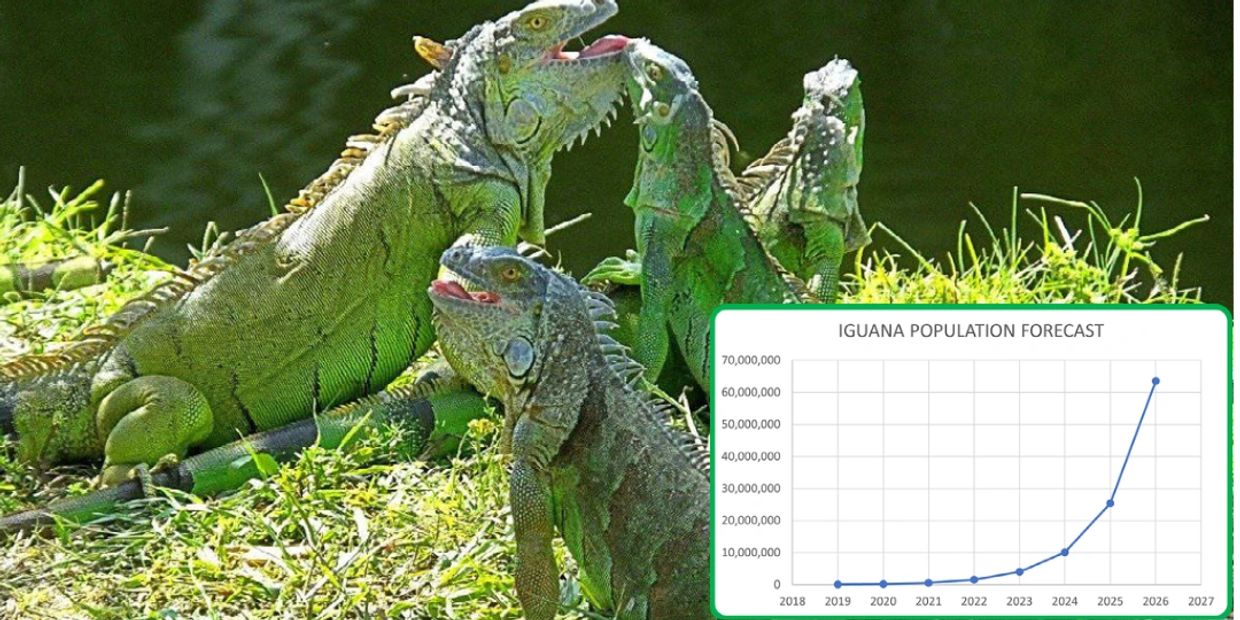 Iguanas 