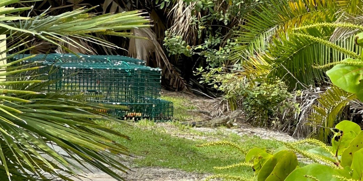 IggyTrap - Iguana trap at a park