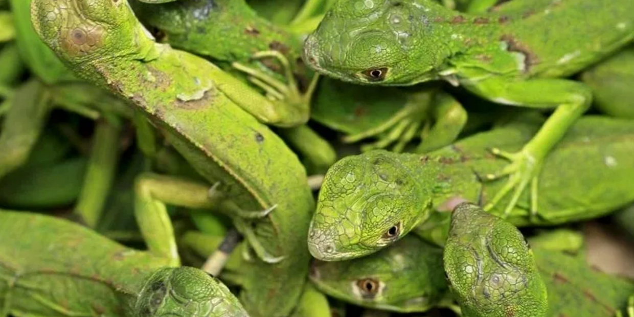 100's of baby Iguanas hatchlings 