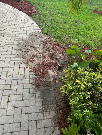 Iguana burrow going under a sidewalk