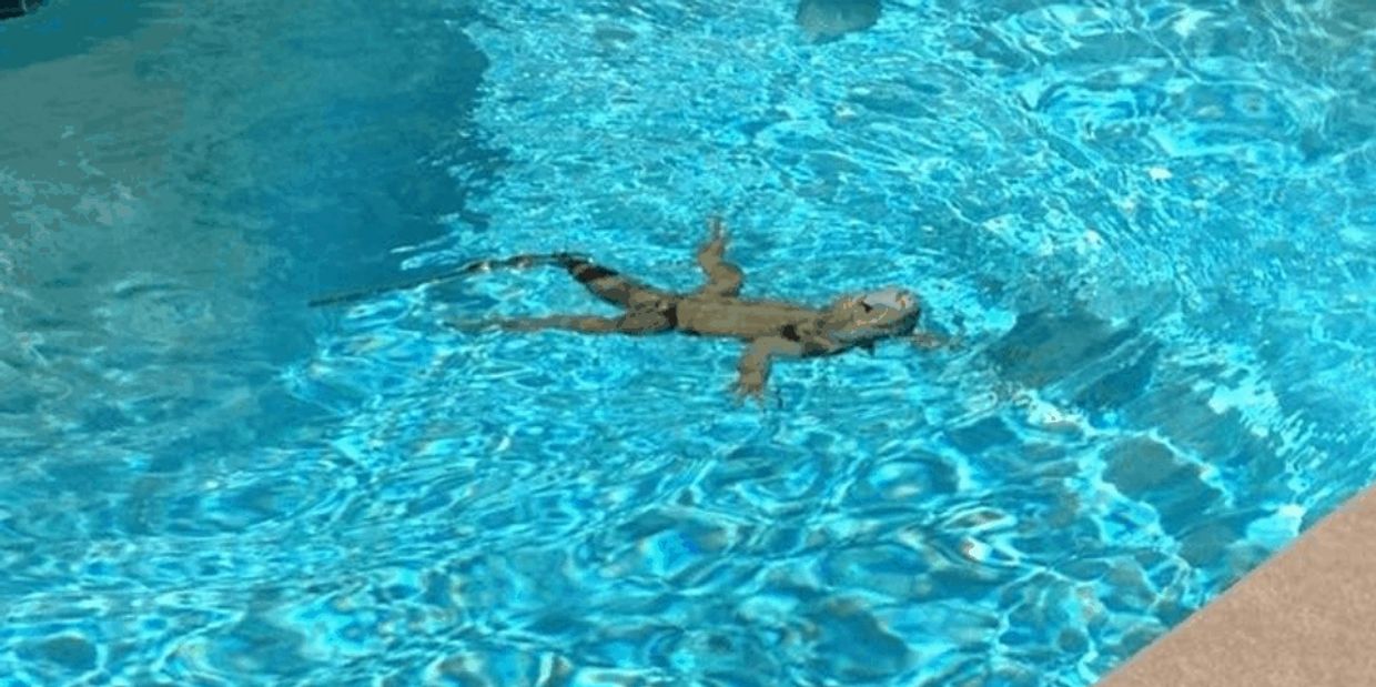 Iguana swimming in a pool give the experts at IggyTrap a call for emergency iguana control services.