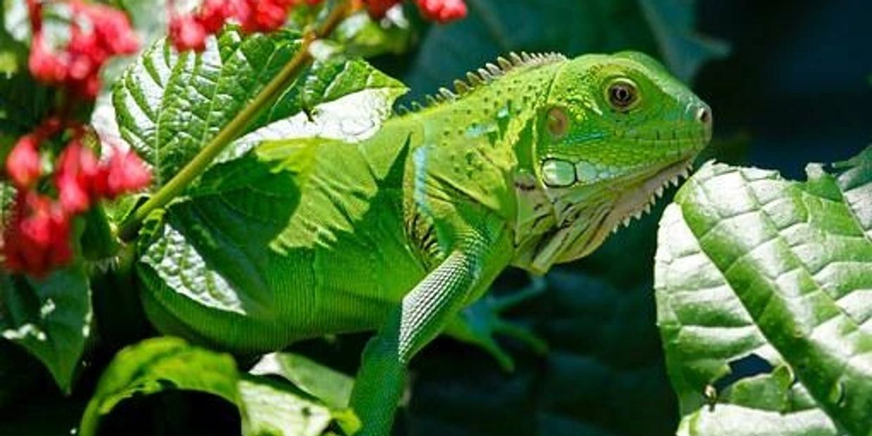 Iguana hiding in the flowers