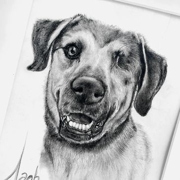Hand Drawn Portrait of a dog by Kelly Hazel