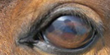Equine Artificial Eye