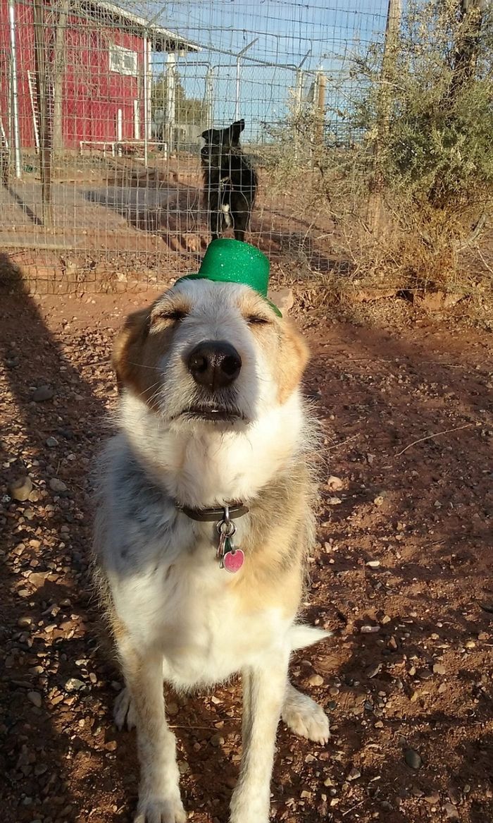 K-9 Camp Remembers sweet,loyal, shy Brodick 