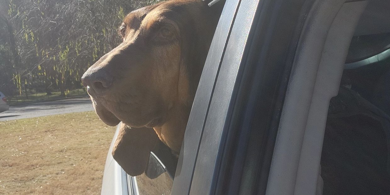 Dog looking out of a car window on a sunny day.