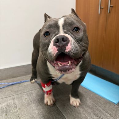 Happy gray and white dog with a leash and medical bandage indoors.