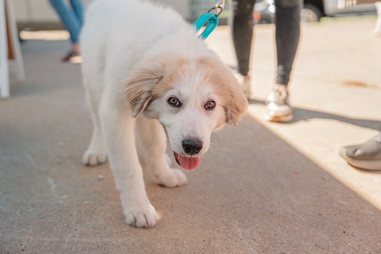 Playful white and beige puppy on a leash.
