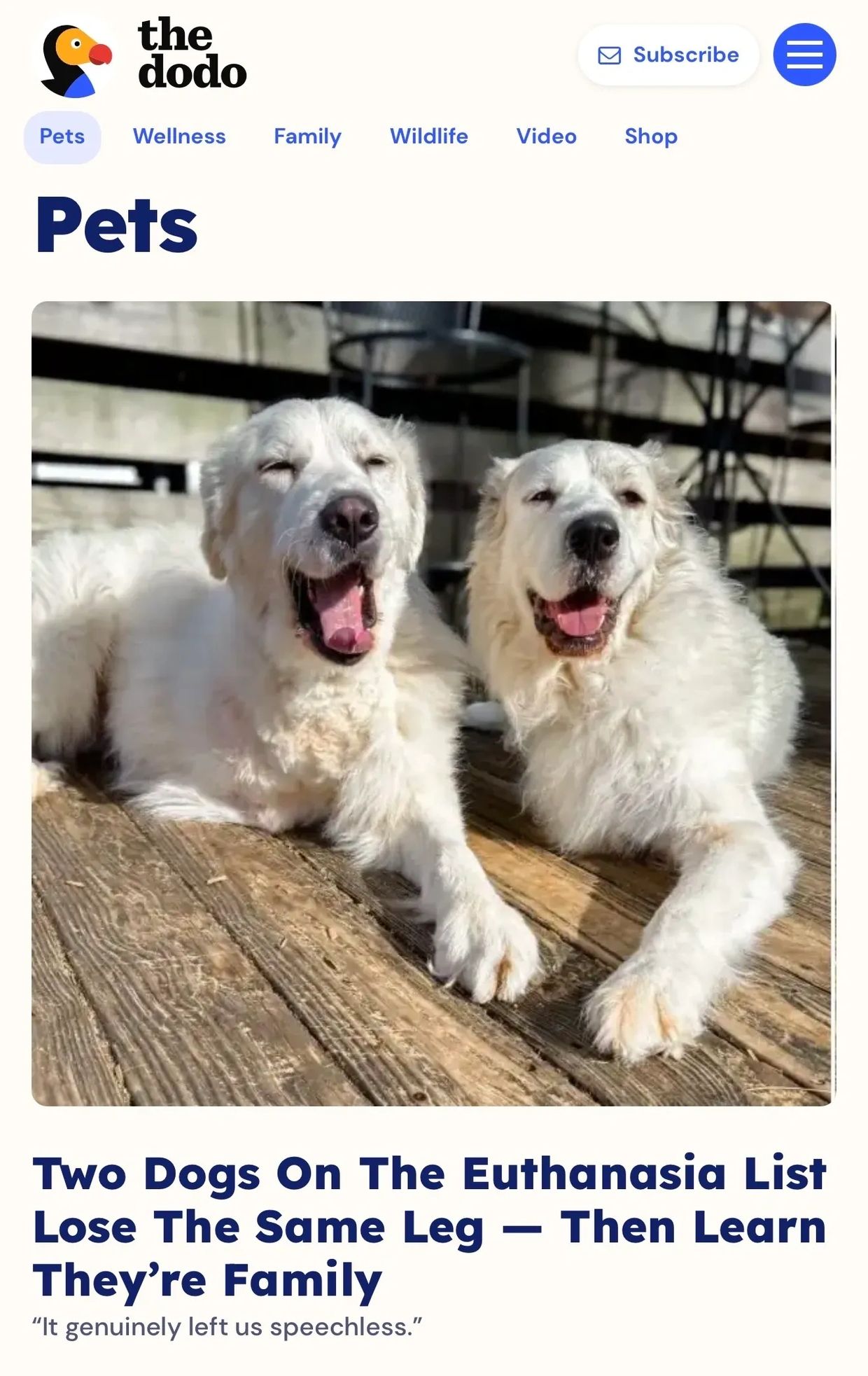 Two happy dogs relax together outdoors.