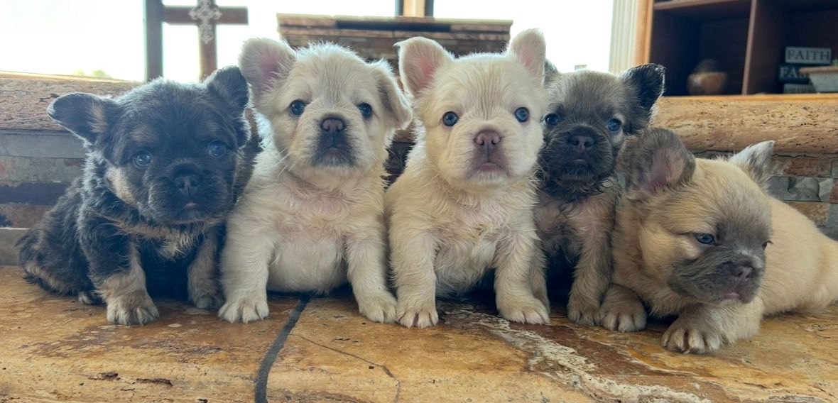 Our cute French Bulldog babies straight out ththe tub 