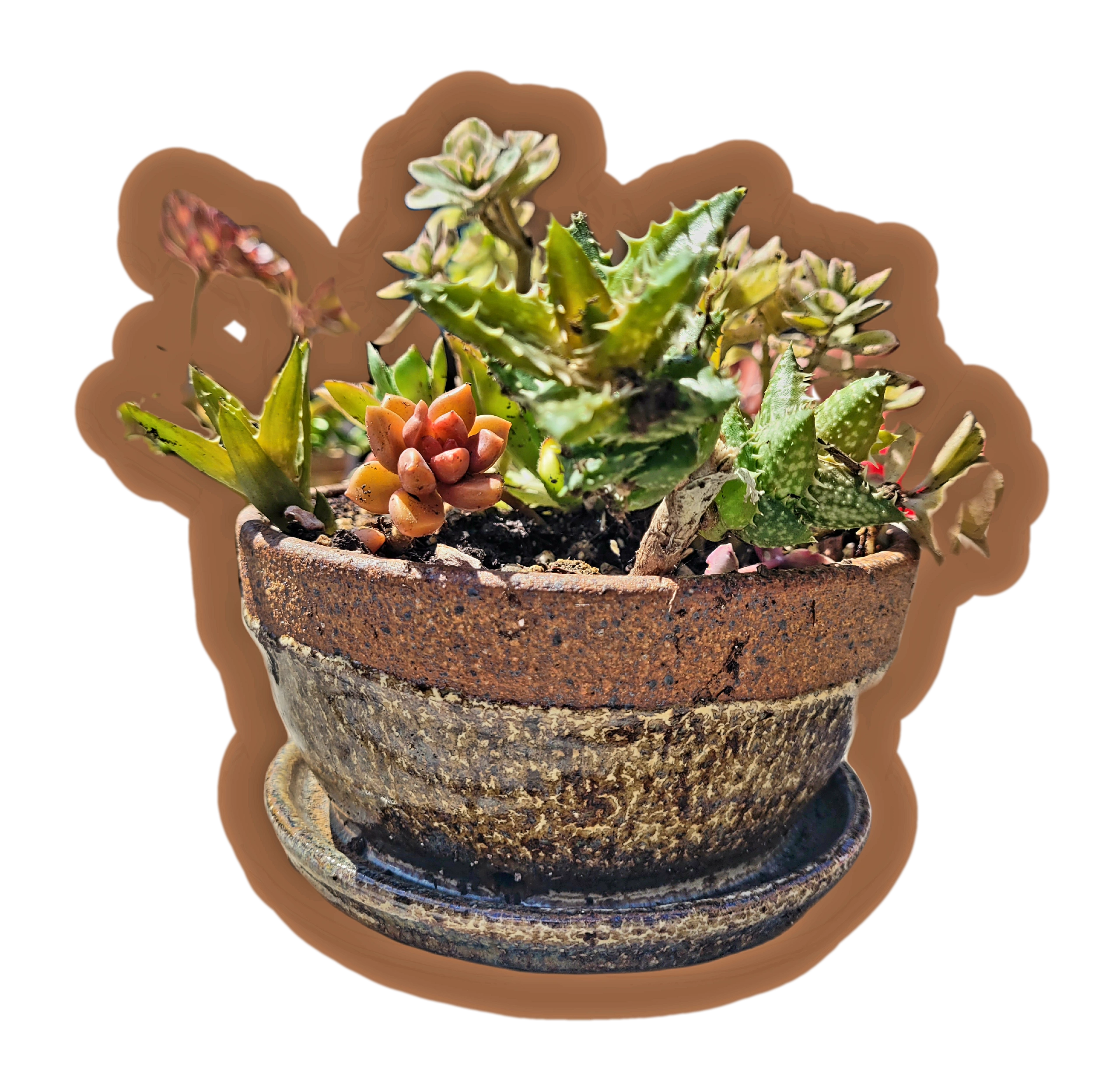 succulents in ceramic pot