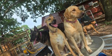 Four dogs sitting outdoors on a round table under trees.