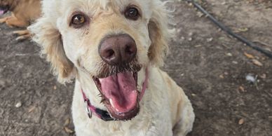 A happy light-colored dog with its tongue out sitting on dirt ground.