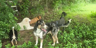 A group of five dogs exploring a green, wooded area.